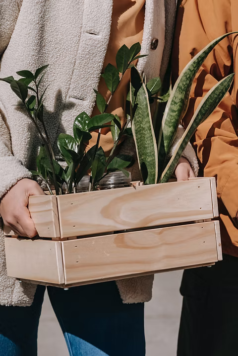 A box of plants